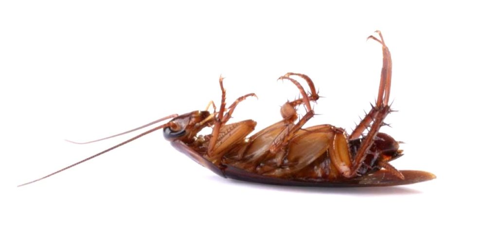 likvidácia dezinsekcia švábov